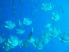 Underwater creatures