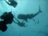 Whale Shark, Koh Tao
